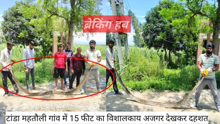 टांडा महतौली गांव में निकला 15 फुट लंबा विशालकाय अजगर, वन विभाग की टीम ने किया रेस्क्यू