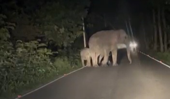 लालढांग-गैंडीखाता मार्ग पर तीन हाथियों ने रोका रास्ता, आधे घंटे तक जाम, वायरल हुआ वीडियो