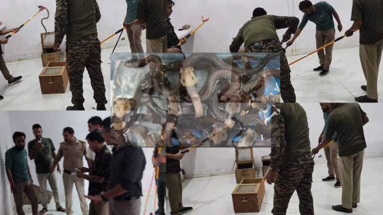 वन विभाग ने रूड़की में छापेमारी कर सांपों का जखीरा पकड़ा, 70 कोबरा और 16 रसल वाईपर प्रजाति के सांप बरामद