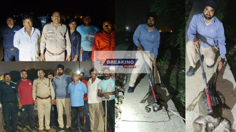 लक्सर शुगर मिल कॉलोनी में निकला विशालकाय मगरमच्छ, वन विभाग ने रेस्क्यू किया