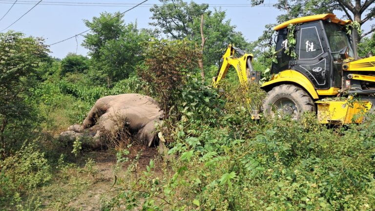 गंगनहर किनारे झंडियों में टस्कर हाथी का शव मिलने से हड़कंप, करंट लगने से मौत की आशंका