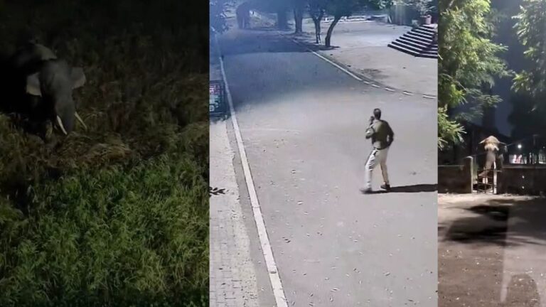 रोशनाबाद कोर्ट में घुस आया जंगली हाथी, सुरक्षाकर्मी ने भागकर बचाई जान, देखें वीडियो