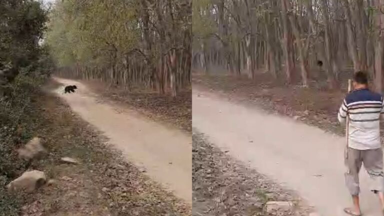 लालढांग क्षेत्र में भालू दिखने से दहशत, आबादी में घुसा भालू, वायरल हुआ वीडियो