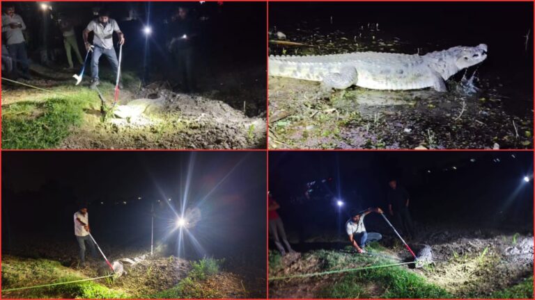 मुंडाखेड़ा कला गांव में घुसा मगरमच्छ, ग्रामीणों में मची दहशत, वन विभाग की टीम ने किया रेस्क्यू
